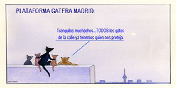 Entrevista con los defensores de los gatos de Madrid