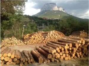 Más de 3.000 firmas piden frenar la tala de abetos en el Pirineo Aragonés