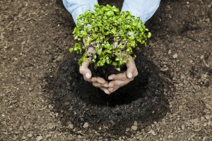 Plantación de árboles contra el plan urbanístico de Los Carriles