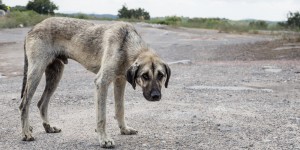 Convocatoria animalista al pleno municipal por Maikan