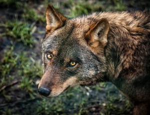 En defensa del lobo ibérico