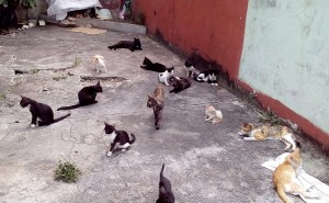 La Revolución bajo el prisma de los gatos