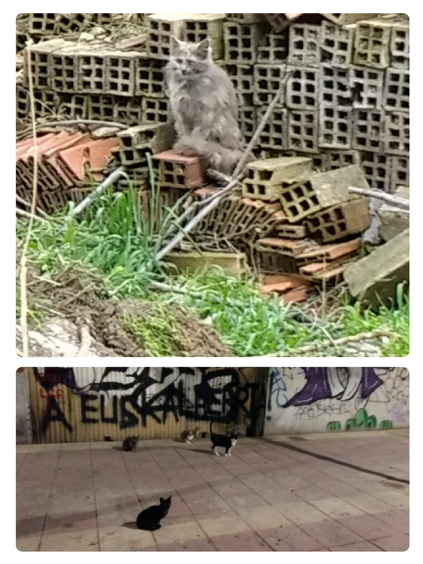 Derribo en la colonia felina de la calle San José.