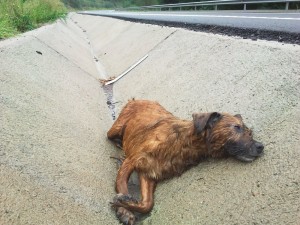 La Brigada de Defensa Animal denuncia el incumpliento de la normativa en la retirada de animales muertos