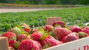 Equo nos invita a ir en Bici a por fresas ecológicas, en Sanse