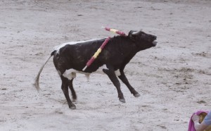 Denuncia Animal Guardians contra la becerrada de las peñas