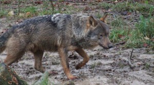 ASCEL pide la catalogación del lobo como especie vulnerable