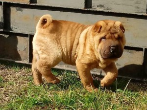 Envenenamiento de perros en los parques de Sanse