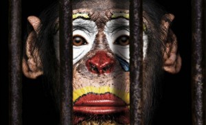 Podemos SanSe presenta una moción para prohibir los circos con animales