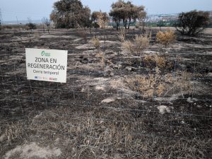 Podemos lleva a Pleno el incendio en la Dehesa Boyal de San Sebastián de los Reyes