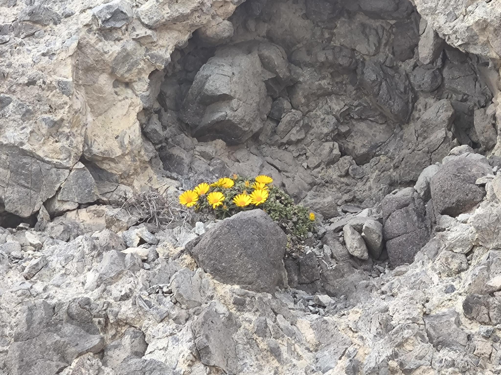 Y en medio del barro, la flor